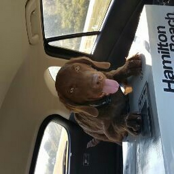 Meet your Posher, Bradley - Picture 1 of 1